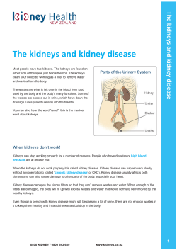 The kidneys and kidney disease