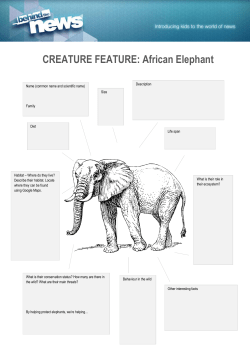 CREATURE FEATURE: African Elephant