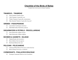 Checklist of the Birds of Belize
