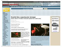 Scarlet Ibis a Spectacular Stranger