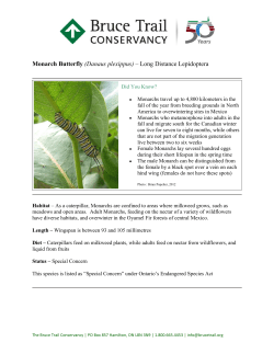 Monarch Butterfly (Danaus plexippus) &ndash; Long Distance Lepidoptera
