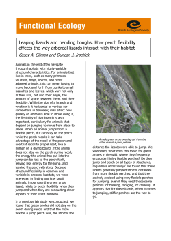 Leaping lizards and bending boughs: How perch flexibility