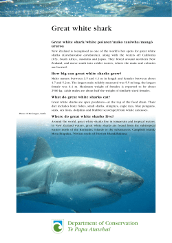 Great white shark - Department of Conservation
