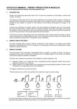 energy production in muscles