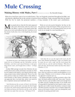 Mule Crossing - Western Mule Magazine