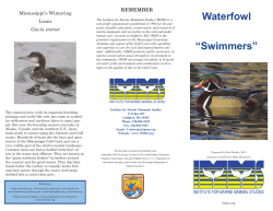 Swimming Birds  - The Institute for Marine Mammal Studies