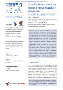 Scanning electron microscope studies of human metaphase
