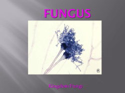 Kingdom Fungi