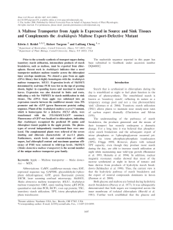 A Maltose Transporter from Apple is Expressed in