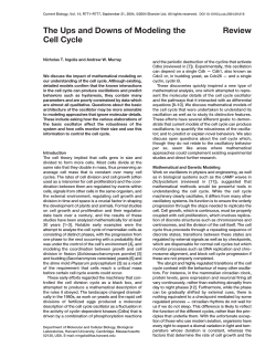 The Ups and Downs of Modeling the Cell Cycle Review