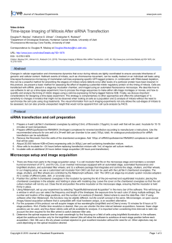 Time-lapse Imaging of Mitosis After siRNA Transfection