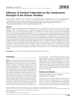 Influence of vertical trabeculae on the compressive strength of the