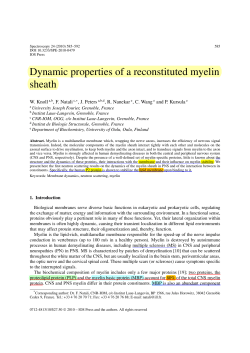 Dynamic properties of a reconstituted myelin sheath