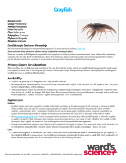 Crayfish