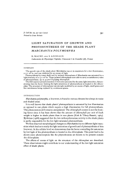 light saturation of growth and photosynthesis of the