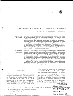 Chromosomes in spider mites (Tetranychidae