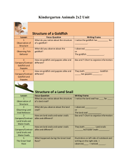 Kindergarten Animals 2x2 Unit Structure of a Goldfish Structure of a