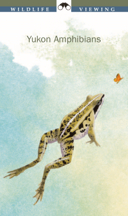 Yukon Amphibians - Environment Yukon