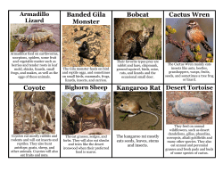 Banded Gila Monster Bobcat Cactus Wren Coyote