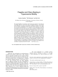 Flagellar and ciliary beating in trypanosome motility