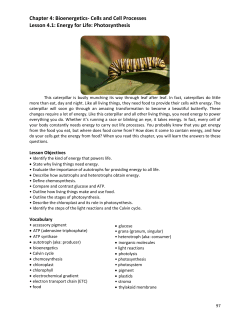 Chapter 4: Bioenergetics- Cells and Cell Processes Lesson 4.1