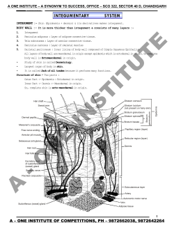 INTEGUMENTARY SYSTEM - A