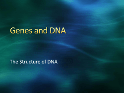 Structure of DNA