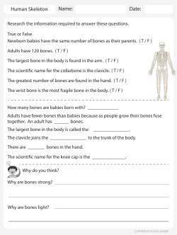 skeleton facts worksheet