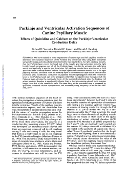 Purkinje and Ventricular Activation Sequences of Canine Papillary