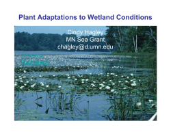 Plant Adaptations to Wetland Conditions