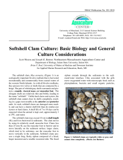 Softshell Clam Culture