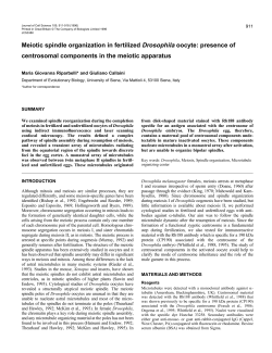 Meiotic spindle organization in fertilized Drosophila oocyte
