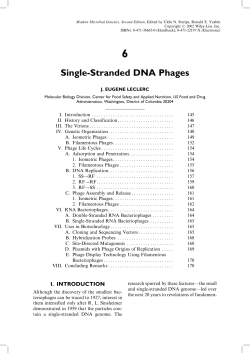 Single-Stranded DNA Phages