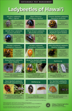 Ladybeetles of Hawaii