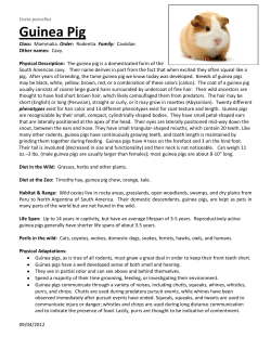 Guinea Pig - Cincinnati Zoo