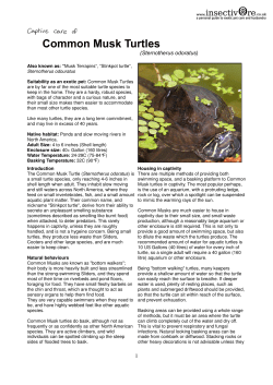Common Musk Turtle Caresheet