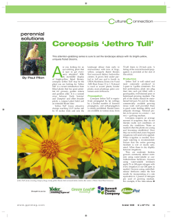Coreopsis `Jethro Tull` - Greenhouse Product News