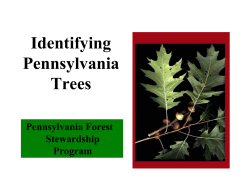 Identifying Pennsylvania Trees