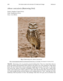 Athene cunicularia (Burrowing Owl)