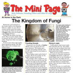 The Kingdom of Fungi
