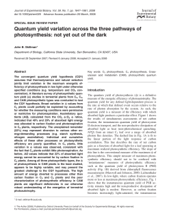 Quantum yield variation across the three pathways of photosynthesis