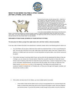 kitten - Greenville County