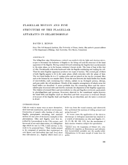 flagellar motion and fine structure of the flagellar