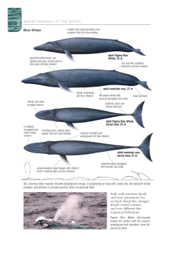 Blue Whale built, with narrower heads and more prominent, less set