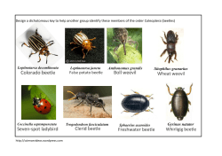 Design a dichotomous key to help another group identify these