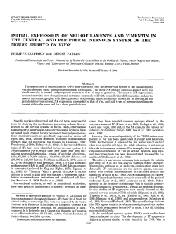 initial expression of neurofilaments and vimentin in the central and
