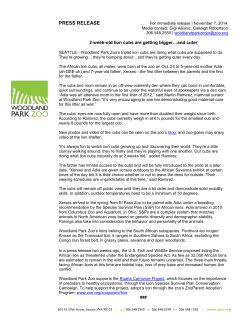 2-week-old lion cubs are getting bigger&hellip;and