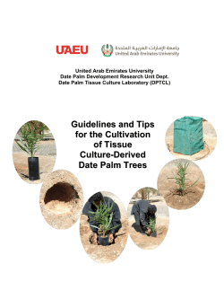 Guidelines and Tips for the Cultivation of Tissue Culture