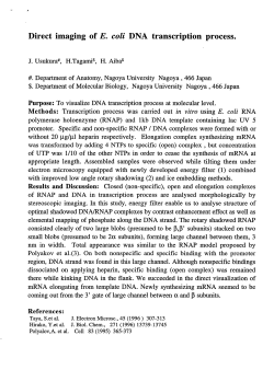 Direct imaging of E. coli DNA transcription process.