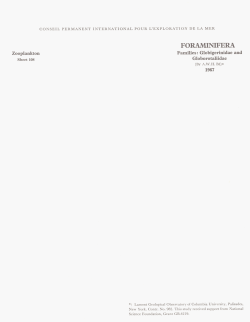 foraminifera